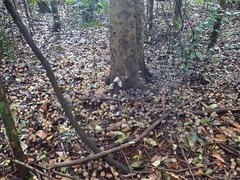 Coprinellus disseminatus