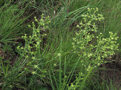Alepidea setifera