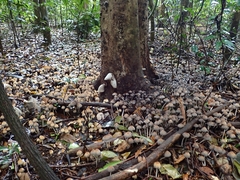 Coprinellus disseminatus