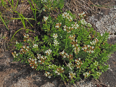 Crassula dependens