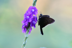 Eudamini