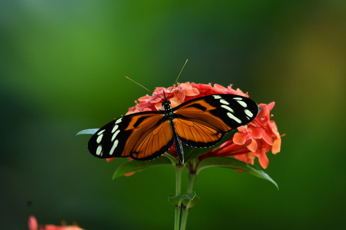 Ismenius tiger