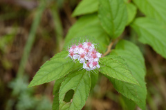 Spiraea formosana