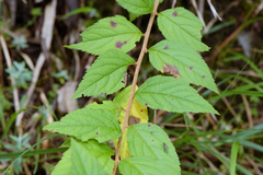 Spiraea formosana