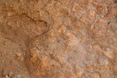 Trachylepis occidentalis