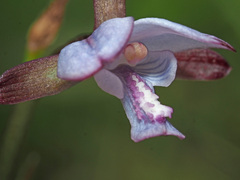 Eulophia zeyheriana