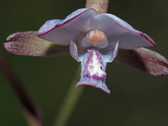 Eulophia zeyheriana