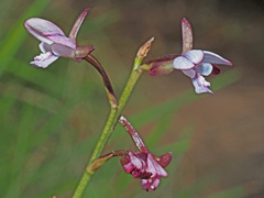 Eulophia zeyheriana