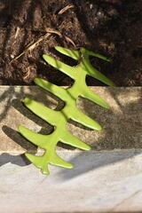 Selenicereus anthonyanus