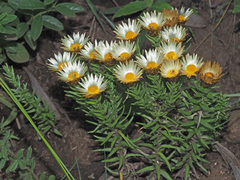 Helichrysum herbaceum