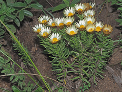 Helichrysum herbaceum