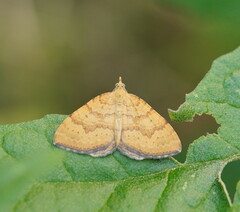 Chrysolarentia correlata