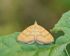 Chrysolarentia correlata