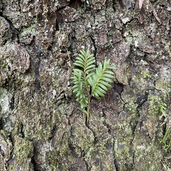 Prumnopitys ferruginea