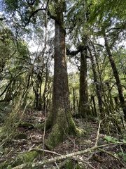 Prumnopitys ferruginea