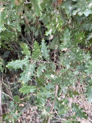Quercus faginea