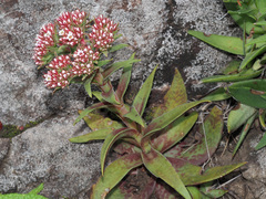 Crassula alba