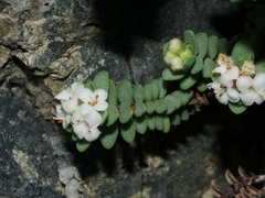Pimelea carnosa