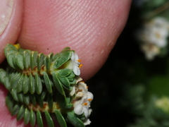 Pimelea carnosa