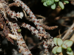 Pimelea carnosa