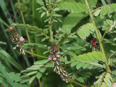 Indigofera schlechteri