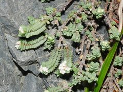 Pimelea carnosa