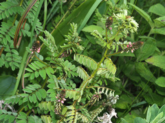 Indigofera schlechteri