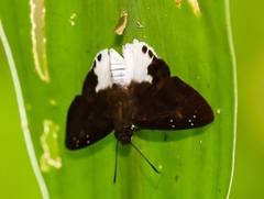 Tagiades calligana