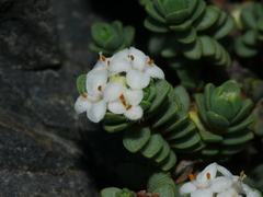 Pimelea carnosa