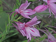 Gladiolus microcarpus