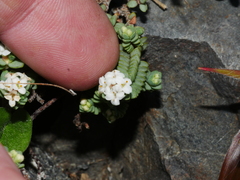 Pimelea carnosa