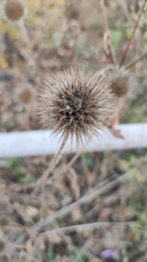 Dipsacus strigosus