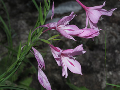 Gladiolus microcarpus