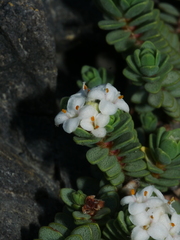 Pimelea carnosa