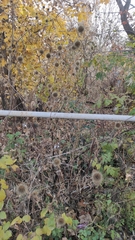 Dipsacus strigosus