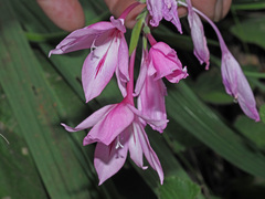 Gladiolus microcarpus
