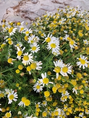 Tripleurospermum