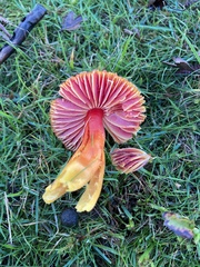 Hygrocybe coccinea