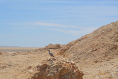 Emarginata tractrac