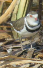Charadrius tricollaris
