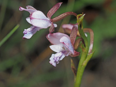 Eulophia zeyheriana