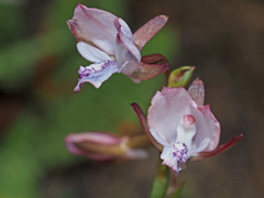 Eulophia zeyheriana