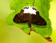 Tagiades ultra