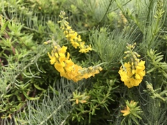 Lebeckia