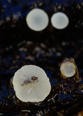 Hymenoscyphus imberbis