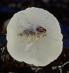 Hymenoscyphus imberbis