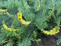 Lebeckia