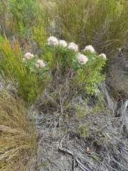 Serruria ascendens