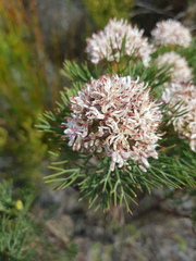 Serruria ascendens