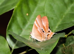 Abisara savitri